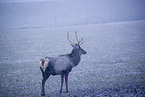 Altai Wapiti