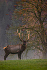 Altai-Maral,