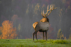 Altai-Maral,