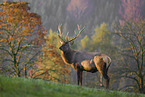 Altai-Maral,