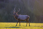 Altai Wapiti