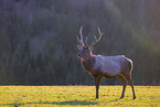 Altai Wapiti