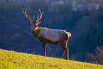 Altai Wapiti