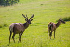 Altai Wapitis