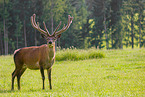 Altai Wapiti