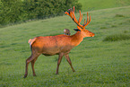 Altai Wapiti