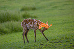 Altai Wapiti