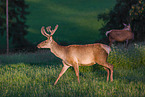 Altai Wapitis