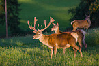 Altai Wapitis