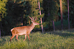 Altai Wapiti