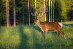 Altai Wapiti
