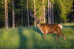 Altai Wapiti