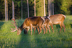 Altai Wapitis