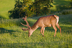 Altai Wapiti