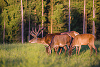Altai Wapitis