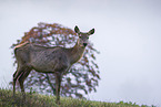 Altai elk