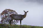 Altai elk