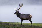 Altai elk