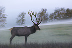 Altai elk