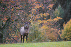 Altai elk