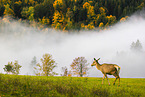 Altai elk