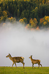 Altai elk