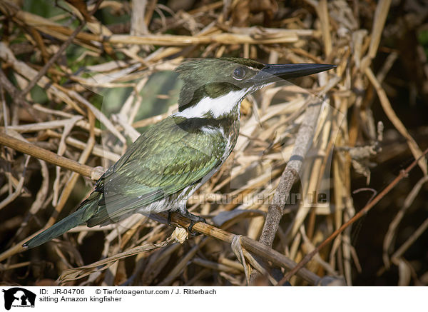 sitting Amazon kingfisher / JR-04706