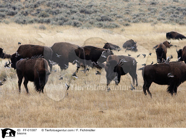 bisons / FF-01087