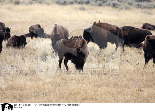 bisons / FF-01088