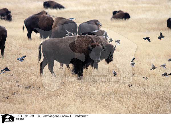 bisons / FF-01089