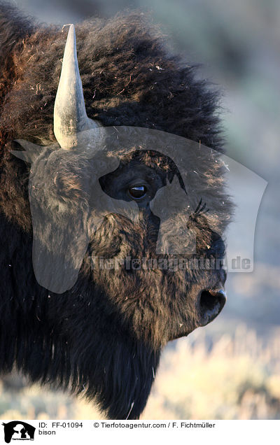 Amerikanischer Bison / bison / FF-01094