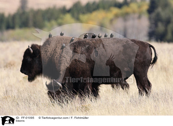 bisons / FF-01095