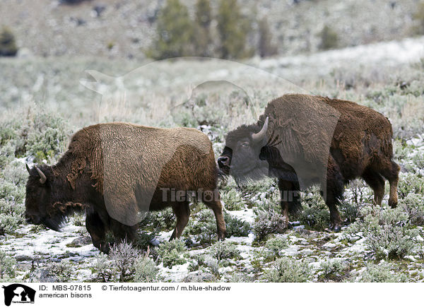 american bisons / MBS-07815