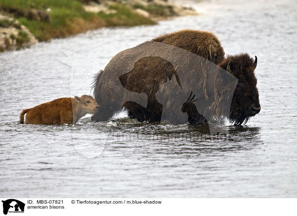 american bisons / MBS-07821