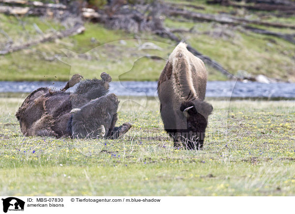 american bisons / MBS-07830