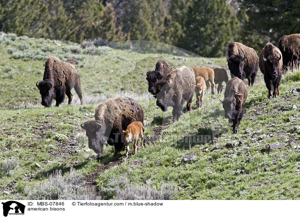Amerikanische Bisons / american bisons / MBS-07846