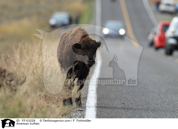 Amerikanischer Bison / American buffalo / FF-03228