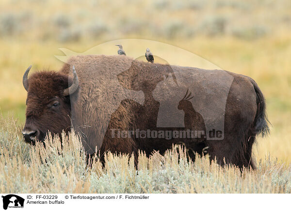 Amerikanischer Bison / American buffalo / FF-03229