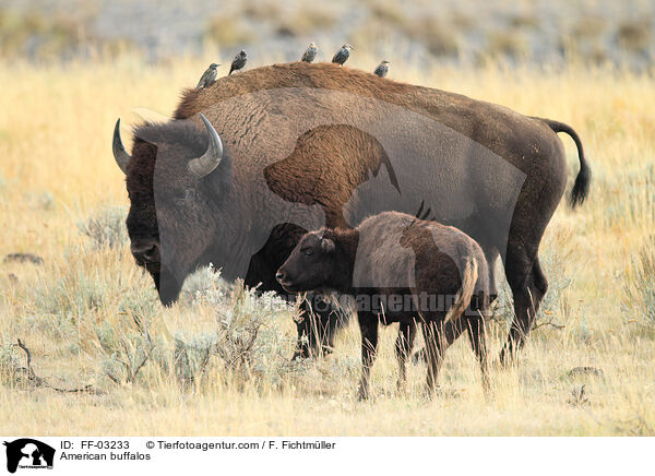 American buffalos / FF-03233