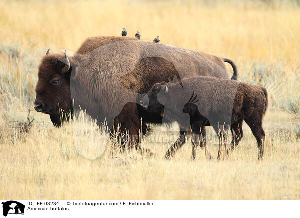 American buffalos / FF-03234