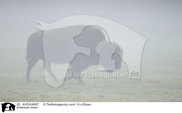 American bison / AVD-04867