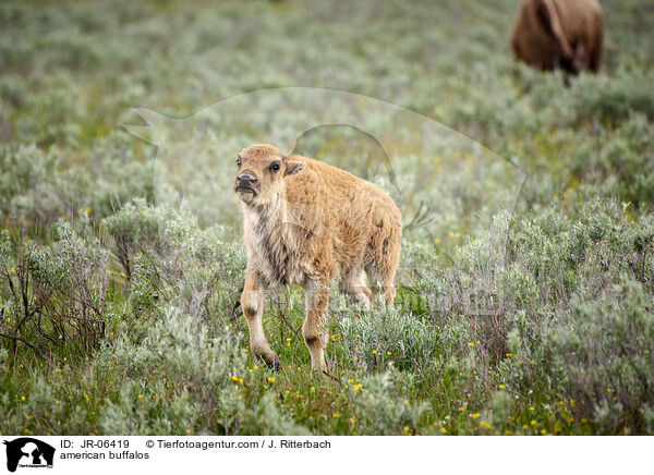 Amerikanische Bisons / american buffalos / JR-06419