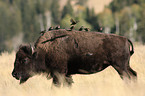bison