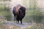 American buffalo