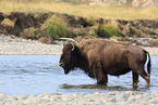 American buffalo