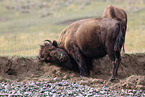 American buffalo
