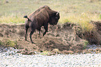 American buffalo