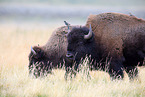 American buffalos