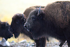 American buffalos