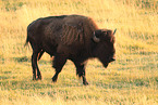 American buffalo